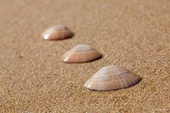 Coquillage