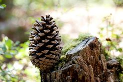 Forêt